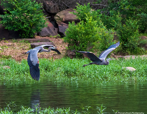 Great Blue Heron couple in flight