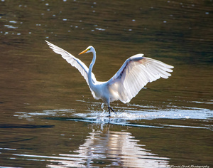 Dancing Egret