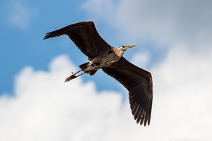 Flight of the Great Blue Heron