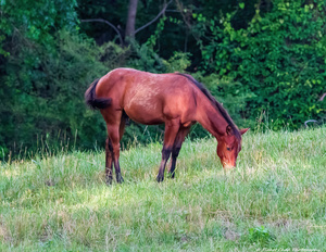Grazing Horse
