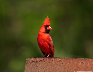 Smiling Cardinal