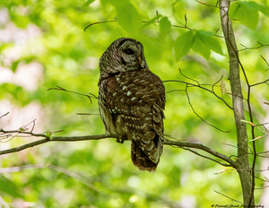 Barred Owl In Tree