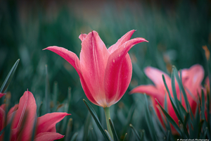 Artistic Tulip - Happiness