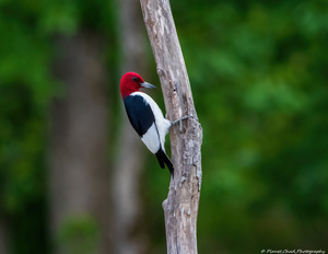 Red Headed Woodpecker