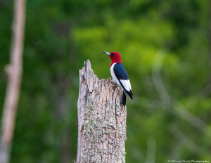 Red Headed Woodpecker Snack Time