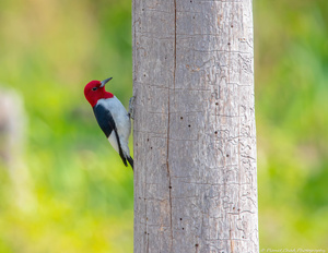 Red Headed Woodpecker - Poking Holes