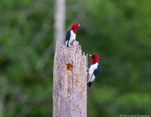 Red Headed Woodpecker Couple - Feeding Time