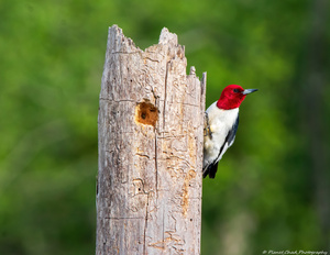 Red Headed Woodpecker In Thought