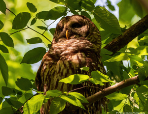 Hidden Owl