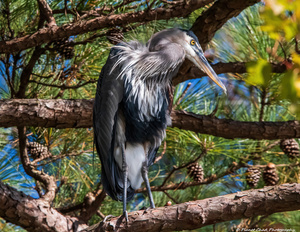 Great Blue Heron Contemplating Life