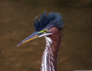 Crest of the Green Heron
