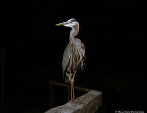 Great Blue Heron - From out of the Darkness