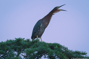 Green Heron - Call of the Wild