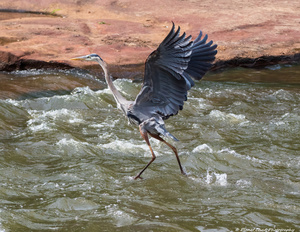 Great Blue Heron - Walking On Water