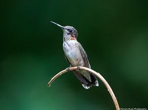 Juvenile Ruby-Throated Hummingbird