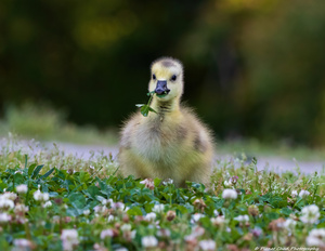 Canada Goose - Adorable Gosling