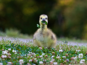 Canada Goose - Happy Gosling