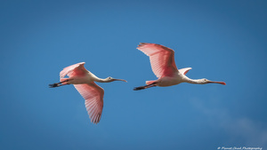 Roseate Spoonbills In Flight