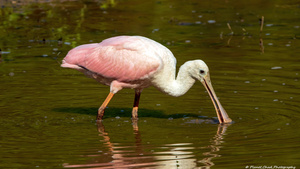 Spoonbill Feeding
