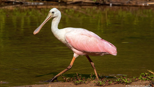 Spoonbill Model