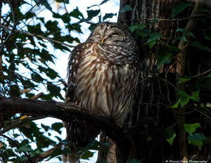 Barred Owl - Sleepy Owl