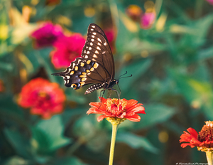 Laurel Swallowtail - Spring Colors