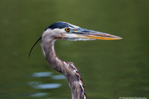 Great Blue Heron Portrait