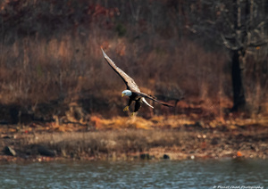 Bald Eagle - The Descent