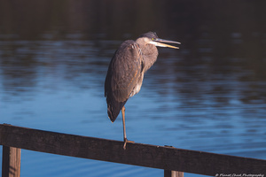 Great Blue Heron - Evening Watch
