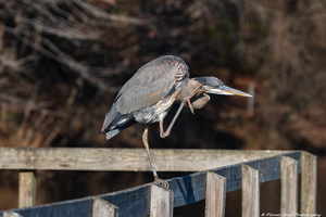 Great Blue Heron - Let Me Think