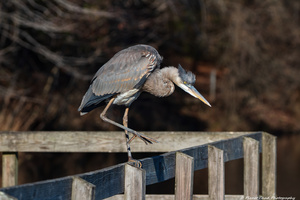  Great Blue Heron - Blue Crest