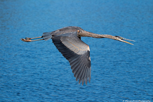 Great Blue Heron - Over Blue Waters