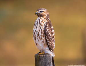 Red Shouldered Hawk - Perfect Pose