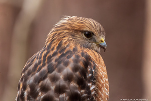 Close up of a Juvenile Red Shoulder Hawk