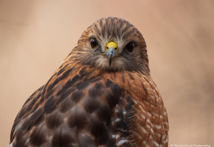 Juvenile Red Shouldered Hawk Portrait