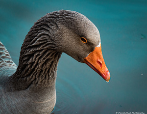 Graylag Goose- Daydreamer