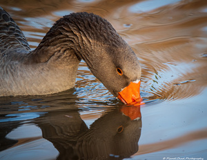 Graylag Goose - Reflection