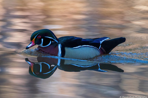 Reflections of a Wood Duck