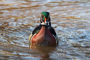 Wood Duck - Afternoon Swim