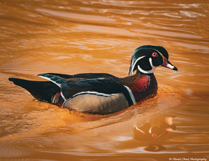  Wood Duck - Gentle Reflections