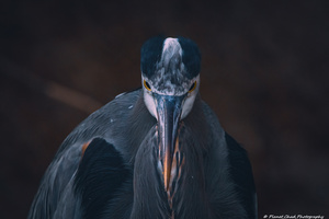 Great Blue Heron - The Stare Down