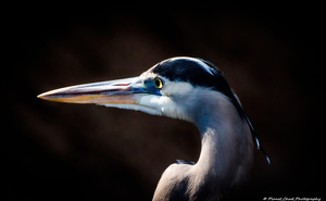 Great Blue Heron - Deep In Thought