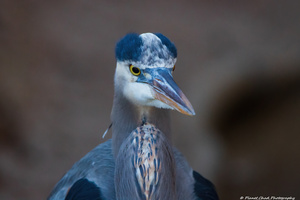 Great Blue Heron - Grumpy Heron