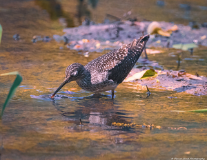 Solitary Sandpiper - Evening Sip