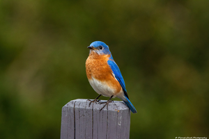 Eastern Bluebird - Colorful