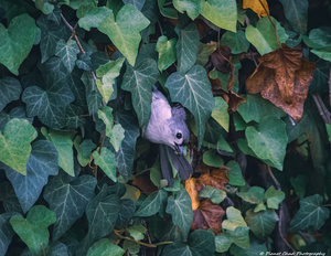 Tufted Titmouse - Peek A Boo