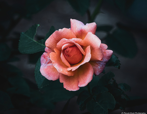 Artistic Rose - Grace and Elegance