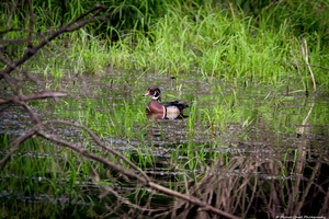 Wood Duck in the Wetlands