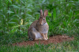 Eastern Cottontail - Backyard Pose