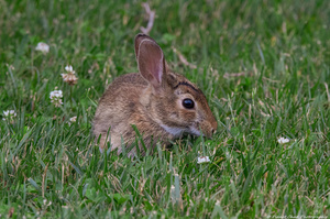 Backyard Bunny - Springtime